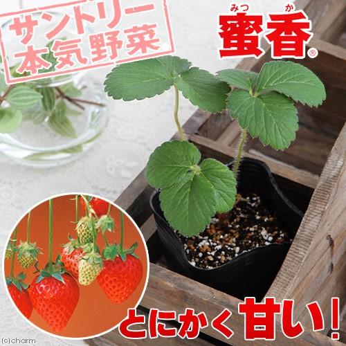 観葉植物 サントリー 野菜苗 イチゴ 蜜香 ３号 １ポット 家庭菜園 チャーム Charm Paypayモール店 通販 Paypayモール