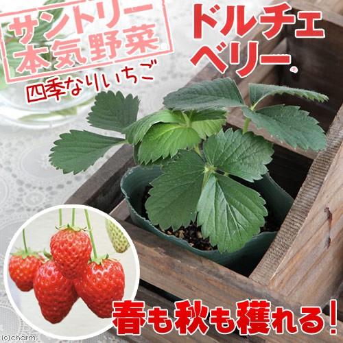 （観葉植物）サントリー　野菜苗　イチゴ　ドルチェベリー　３号（１ポット）　家庭菜園｜chanet｜02