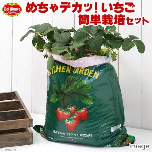 チャーム（charm） （観葉植物）デルモンテ キッチンガーデン 簡単