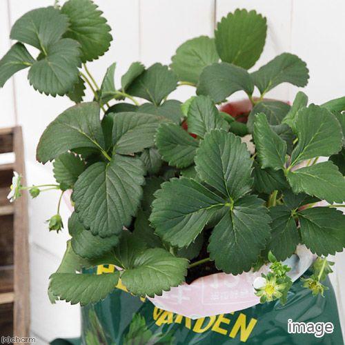 チャーム（charm） （観葉植物）デルモンテ キッチンガーデン 簡単