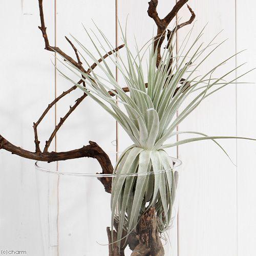 （観葉植物）エアープランツ　チランジア　ガルドネリー　ＸＬサイズ（１株）