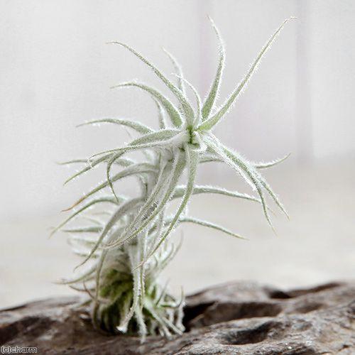 観葉植物）エアープランツ チランジア ステリフェラ（1株