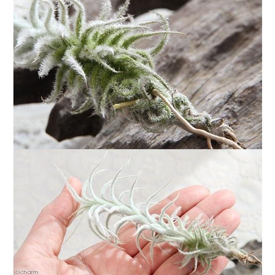 観葉植物）エアープランツ チランジア ステリフェラ（1株