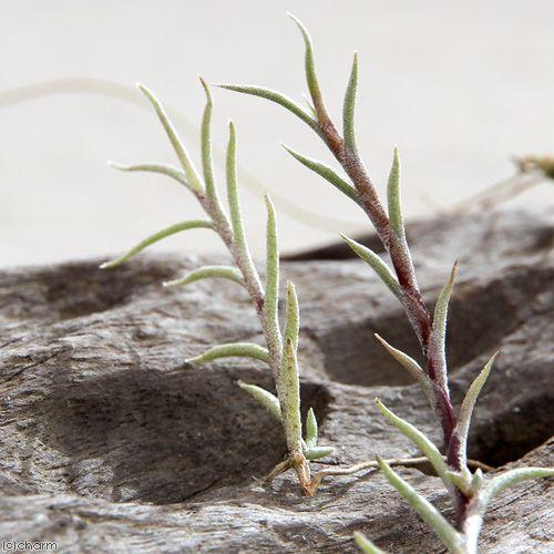 観葉植物 エアープランツ ティランジア カピラリス １株 トップ