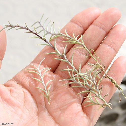 観葉植物）エアープランツ チランジア カピラリス（1株） : チャーム