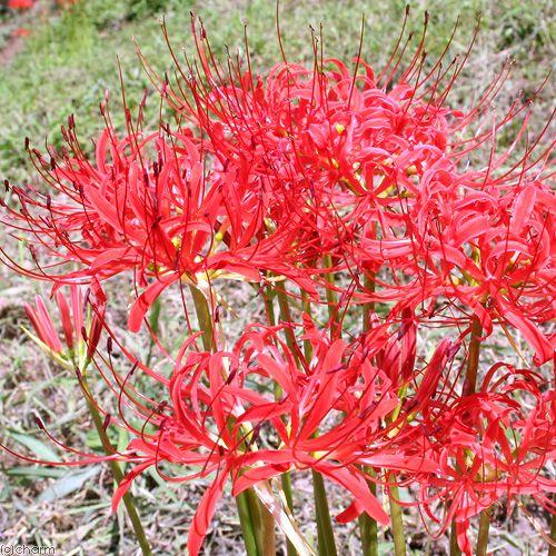 山野草 ヒガンバナ リコリスラジアータ 曼珠沙華 ３ポットセット ３号 卸売り 休眠株