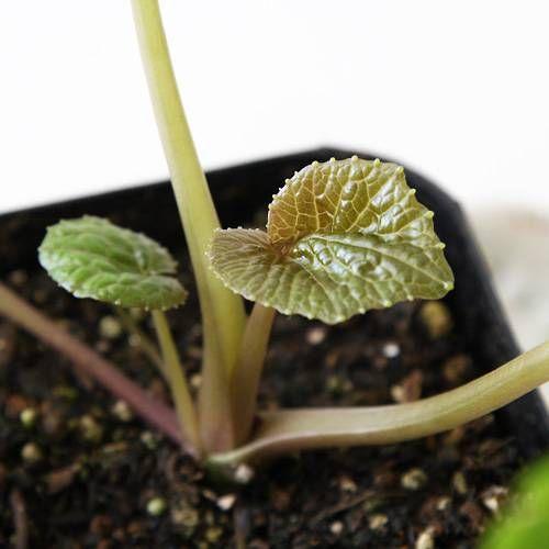 山野草 山菜 六方沢わさび 水栽培 畑栽培両用 ３号 ３ポット 家庭菜園 チャーム Charm Paypayモール店 通販 Paypayモール