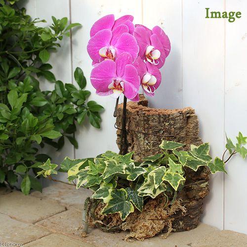 Leaf Corp アウトレット品 天然バージンコルクディスプレイ Sサイズ