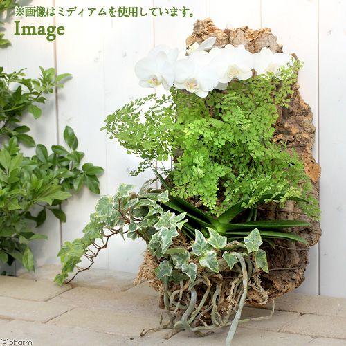 Leaf Corp 天然バージンコルクディスプレイ L（35〜50cm前後