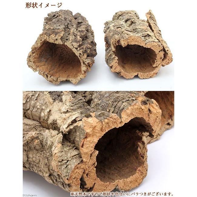天然バージンコルクカヌー 小 F２０ ２５ ｈ３０ｃｍ 沖縄別途送料 チャーム Charm Paypayモール店 通販 Paypayモール
