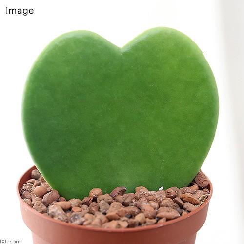 信頼 観葉植物 ラブラブハート ２号 ５鉢 ホヤ カーリー シャムサクララン Wantannas Go Id