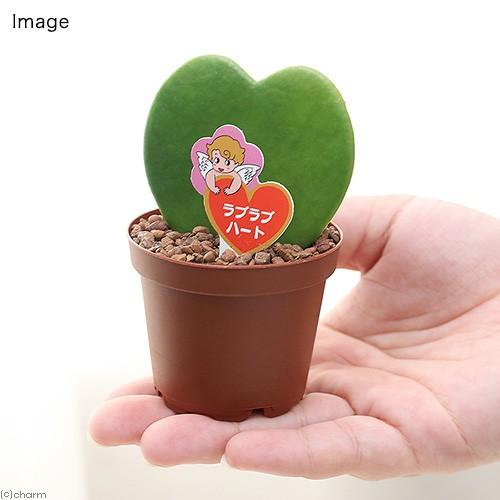 本店は 観葉植物 ラブラブハート ２号 ５鉢 ホヤ カーリー シャムサクララン Wantannas Go Id