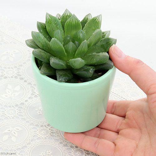 （観葉植物）ハオルチア　斑なし　サラダ葉（サラダ菜）　品種おまかせ　３号（１鉢）｜chanet｜02