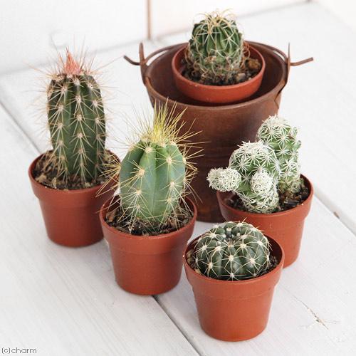 チャーム（charm） （多肉植物）おまかせプチサボテン 3cm硬質