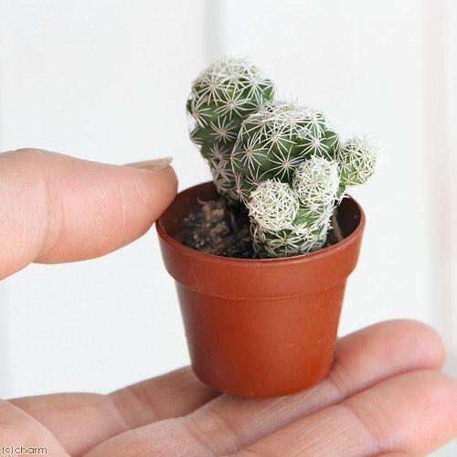 チャーム（charm） （多肉植物）おまかせプチサボテン 3cm硬質