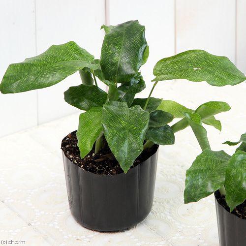 チャーム（charm） （観葉植物）カラテア ムサイカ 4号（1ポット