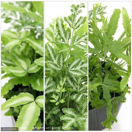 最大68 オフ 観葉植物 プテリス 品種おまかせ ３号 ３ポット シダ植物 Wantannas Go Id