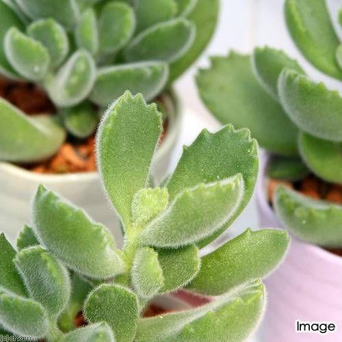 訳あり品送料無料 観葉植物 コチレドン クマドウジ 熊童子 ２ ５号 ５鉢 説明書付き Wantannas Go Id