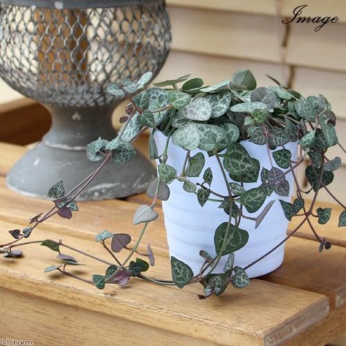 観葉植物 ハートカズラ セロペギア ウッディー ２ ５号 ５鉢 チャーム Charm Paypayモール店 通販 Paypayモール