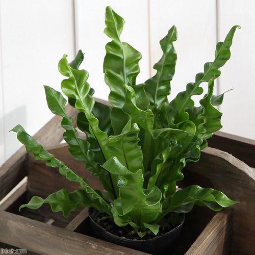 チャーム（charm） （観葉植物）シダ アスプレニウム プリカーツム