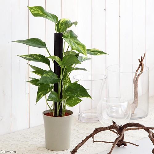 特価 観葉植物 ポトス ヘゴ仕立て ４号 １鉢