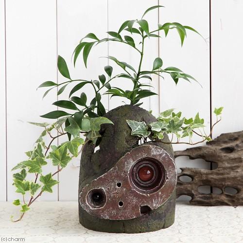 観葉植物 観葉ギフト ジブリプランター 天空の城ラピュタ ロボット兵の思い ナギとヘデラ仕立て 完成品 沖縄別途送料 北海道冬季発送不可 チャーム Charm Paypayモール店 通販 Paypayモール