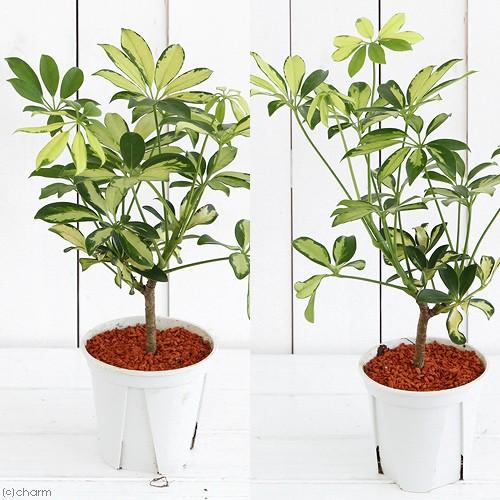 チャーム(ペット) (観葉植物)シェフレラ トリネッティ チャーム(ペット) (観葉植物)シェフレラ トリネッティ