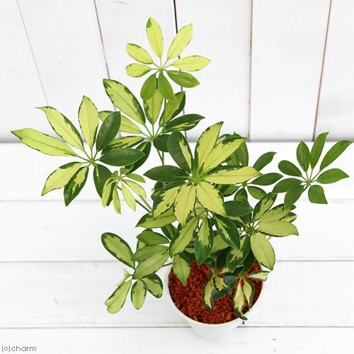 チャーム（charm） （観葉植物）シェフレラ トリネッティ（斑入り