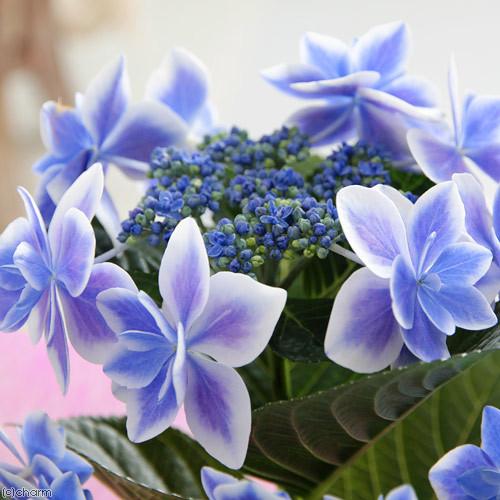 送料無料 贈呈 母の日ギフト 西洋アジサイ コンペイトウ ブルー ５号 １鉢 同梱不可 ２８ ５ 日時指定不可 ４ ８お届け 沖縄別途送料