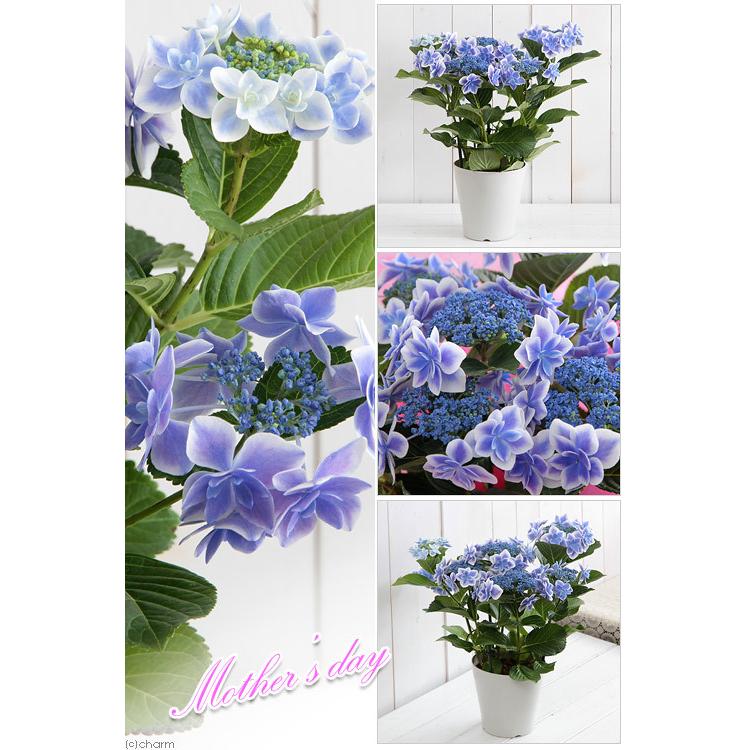 送料無料 贈呈 母の日ギフト 西洋アジサイ コンペイトウ ブルー ５号 １鉢 同梱不可 ２８ ５ 日時指定不可 ４ ８お届け 沖縄別途送料