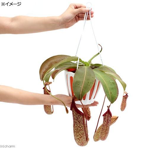 食虫植物）ウツボカズラ ネペンテス ミランダ 吊り鉢タイプ 5号（1鉢