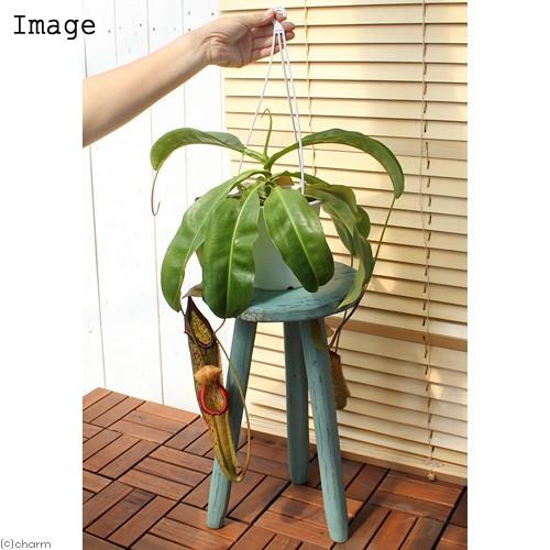 食虫植物）ウツボカズラ ネペンテス ミランダ 吊り鉢タイプ 5号（1鉢
