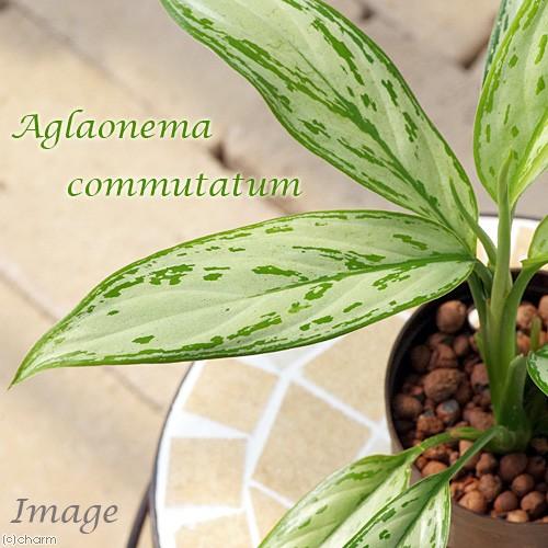 以上節約 観葉植物 ハイドロ苗９f ｌサイズ アグラオネマ シルバークイーン １ポット Wantannas Go Id