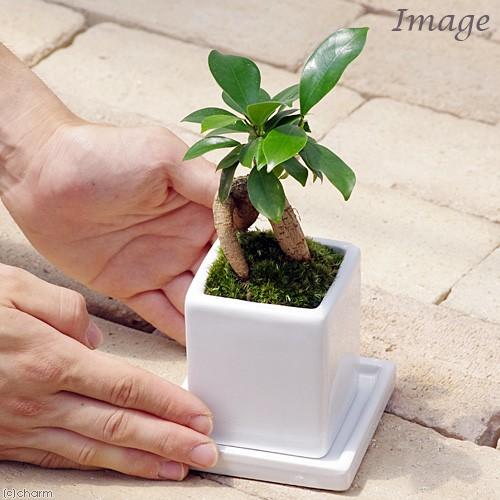 （観葉植物）ガジュマル　陶器鉢植え　ダイスＳ白（１鉢）　受皿付　苔　鉢植え　おしゃれ　室内　プレゼント｜chanet｜03