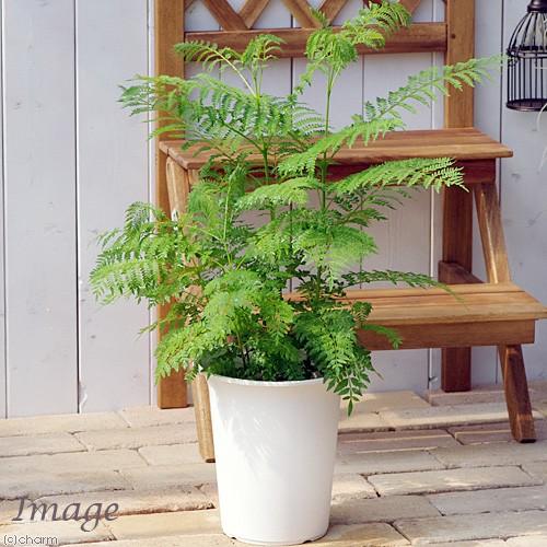観葉植物 ジャカランダ ６号 １鉢 日本正規代理店品