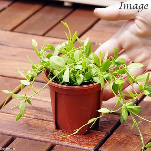 観葉植物 ディスキディア カンガルーポケット ２ ５号 １鉢 チャーム Charm ヤフー店 通販 Yahoo ショッピング