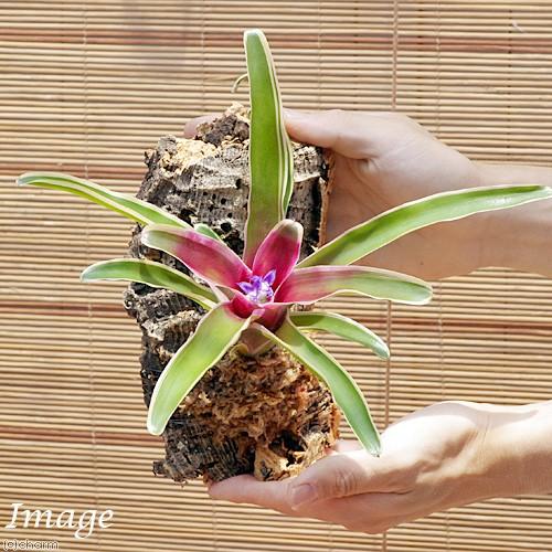 チャーム（charm） （観葉植物）バージンコルクプランツ ブロメリア