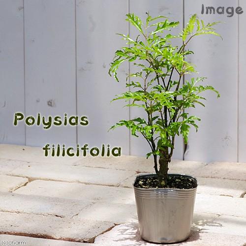 （観葉植物）ポリシャス　フィリシフォリア　３号（１ポット）｜chanet