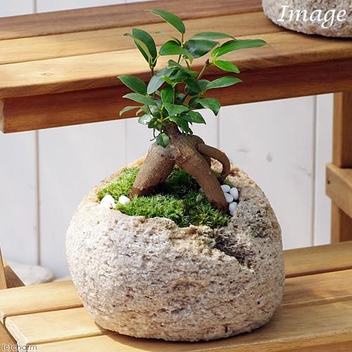 （観葉植物）苔盆栽　ガジュマル　抗火石鉢植え　Ｍサイズ（１鉢）苔・白石