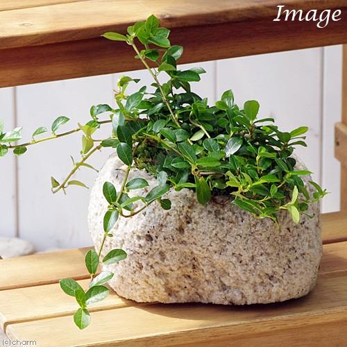 観葉植物 苔盆栽 フィカス シャングリラ つる性ガジュマル 抗火石鉢植え ｍサイズ １鉢 苔 北海道冬季発送不可 チャーム Charm ヤフー店 通販 Yahoo ショッピング