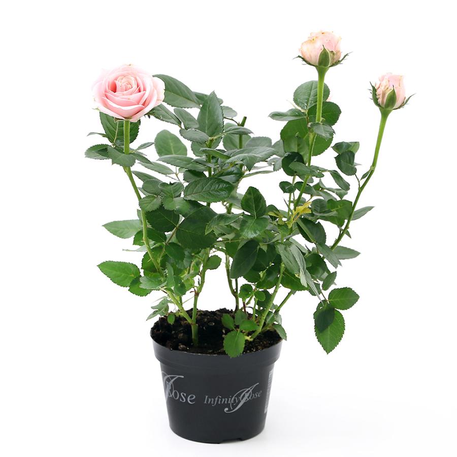 観葉植物 ミニバラ インフィニティローズ 花色おまかせ 開花終了株 ４号 １鉢 北海道冬季発送不可 チャーム Charm Paypayモール店 通販 Paypayモール