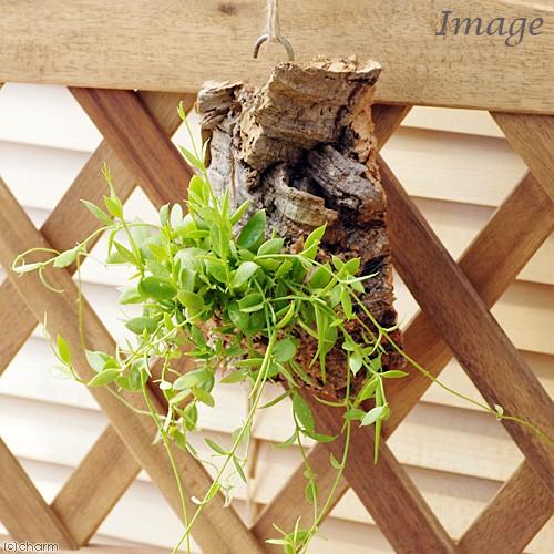 チャーム（charm） （観葉植物）バージンコルクプランツ