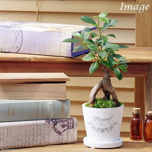 チャーム（charm） （観葉植物）小さい インテリア ガジュマル フレ