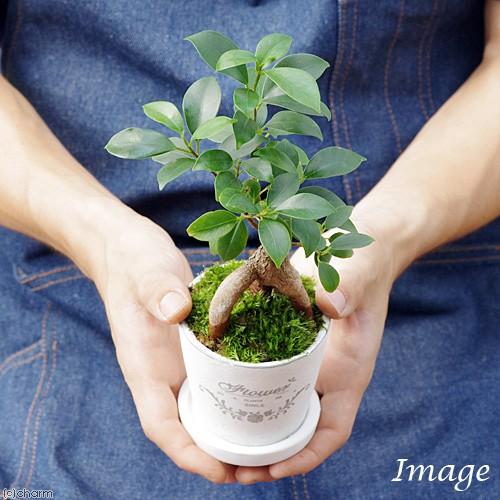 チャーム（charm） （観葉植物）小さい インテリア ガジュマル フレ