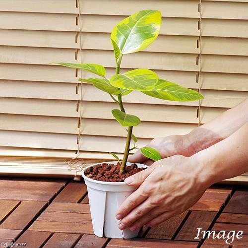 チャーム(ペット) (観葉植物)フィカス アルテシマ 4号(1 チャーム(ペット) (観葉植物)フィカス アルテシマ 4号(1