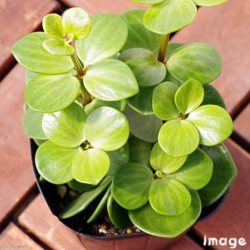 チャーム（charm） （観葉植物）ペペロミア ホープ 3号（1ポット