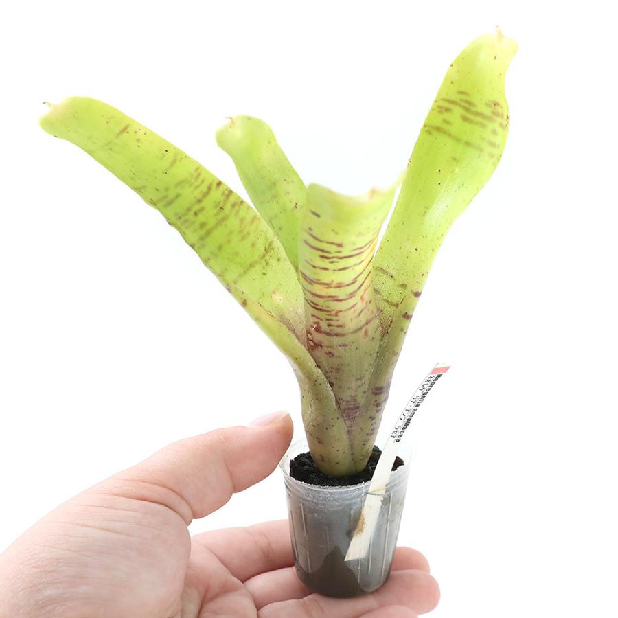 観葉植物 ビバリウムプランツ ブロメリア ネオレゲリア アンプラセア ３ｃｍポット １ポット チャーム Charm Paypayモール店 通販 Paypayモール