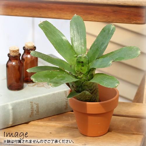 チャーム（charm） （観葉植物）ビバリウムプランツ ブロメリア