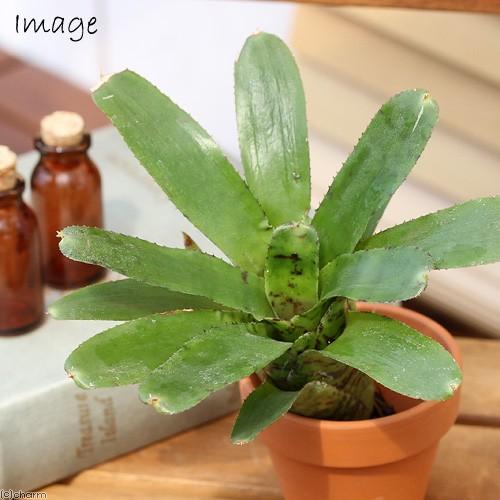 チャーム（charm） （観葉植物）ビバリウムプランツ ブロメリア