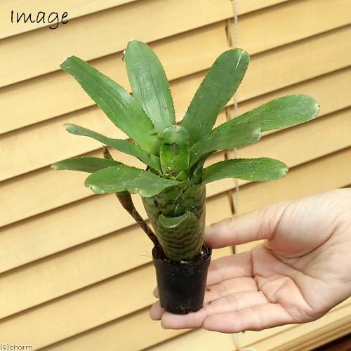 チャーム（charm） （観葉植物）ビバリウムプランツ ブロメリア